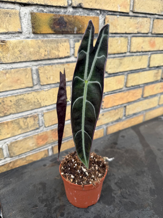 Alocasia longiloba purple