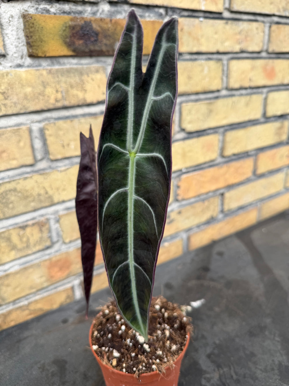 Alocasia longiloba purple