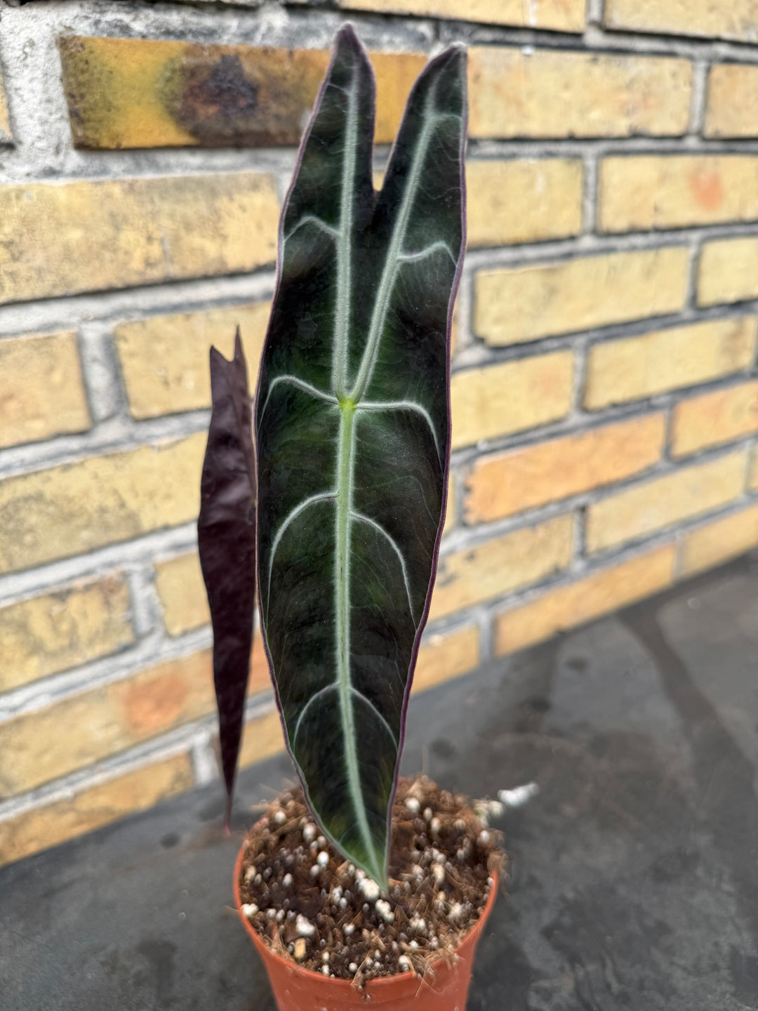Alocasia longiloba purple