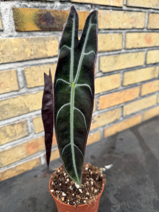 Alocasia longiloba purple
