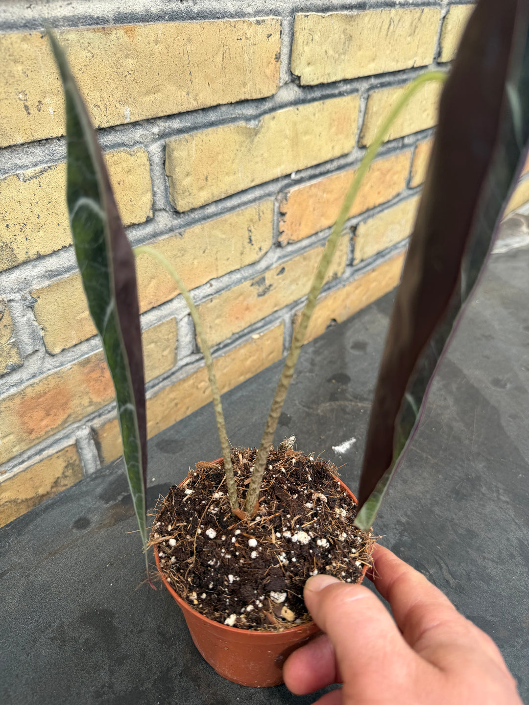 Alocasia longiloba purple