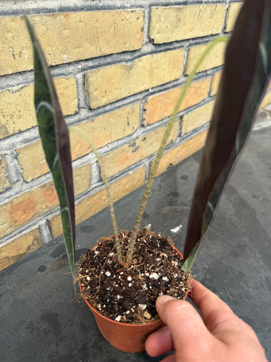 Alocasia longiloba purple