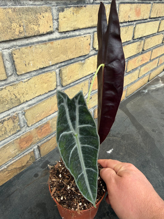 Alocasia longiloba purple