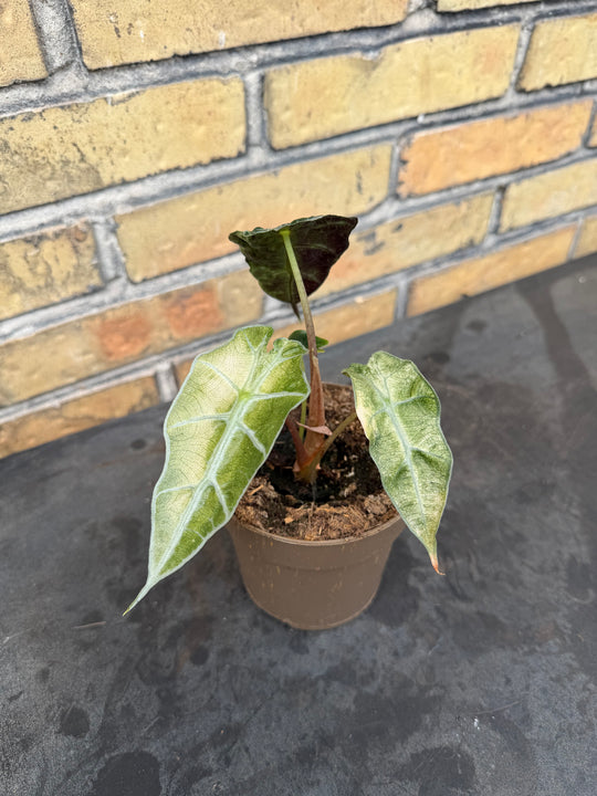 Alocasia Amasonica Varigata