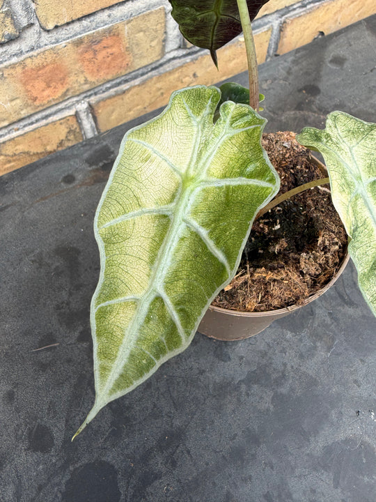Alocasia Amasonica Varigata