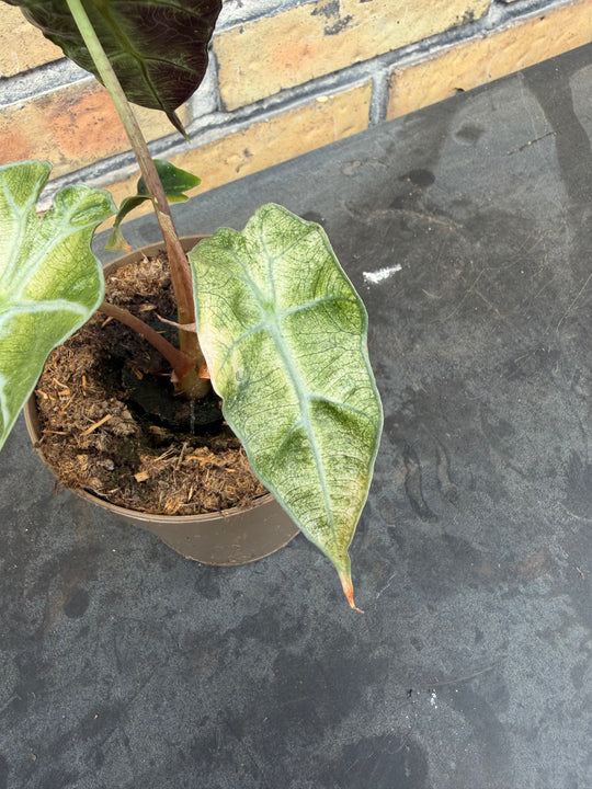 Alocasia Amasonica Varigata