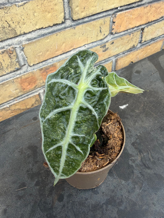 Alocasia Amasonica Varigata