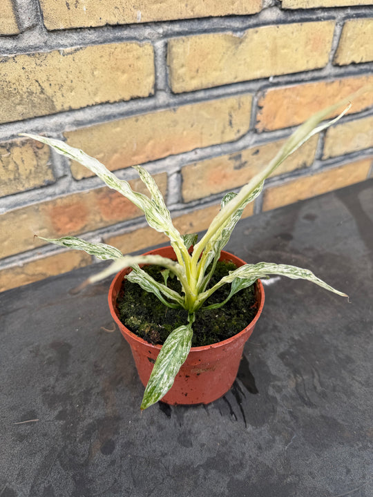 Spathiphyllum sensation variagata
