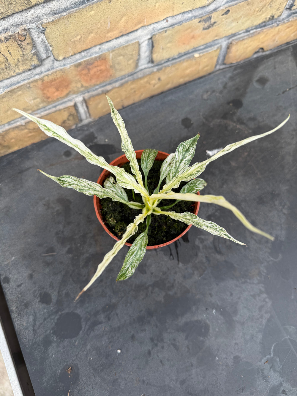 Spathiphyllum sensation variagata