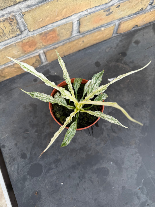Spathiphyllum sensation variagata