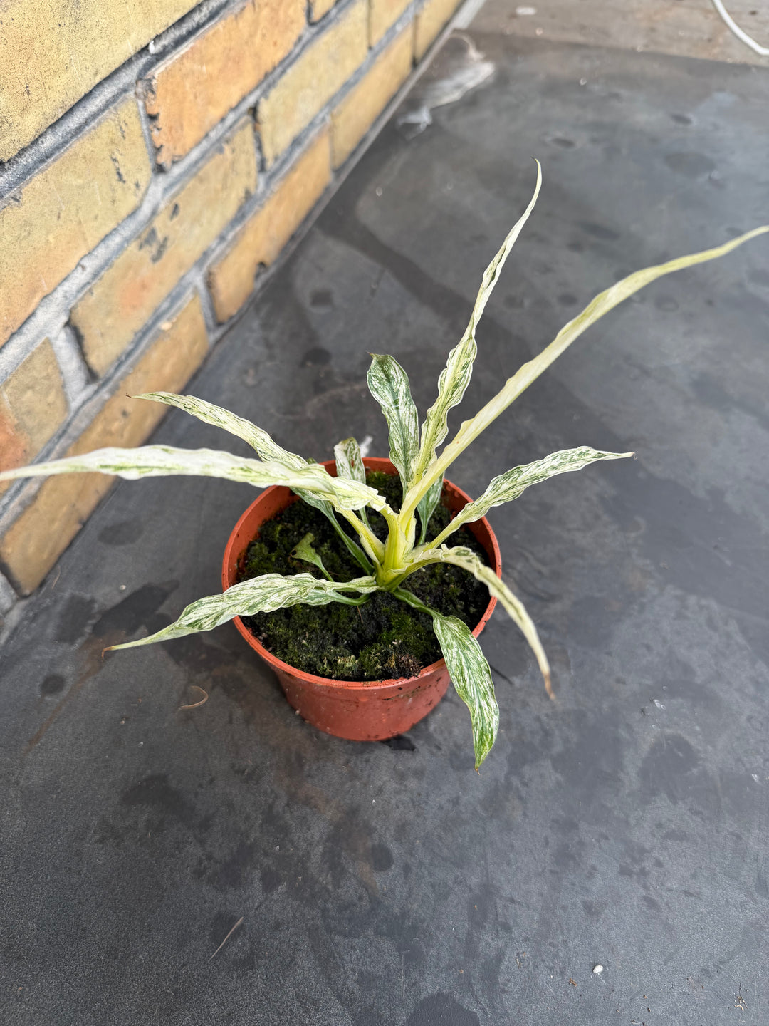 Spathiphyllum sensation variagata