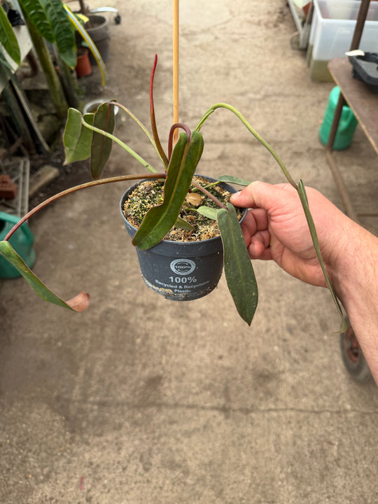 Philodendron spiritus sancti
