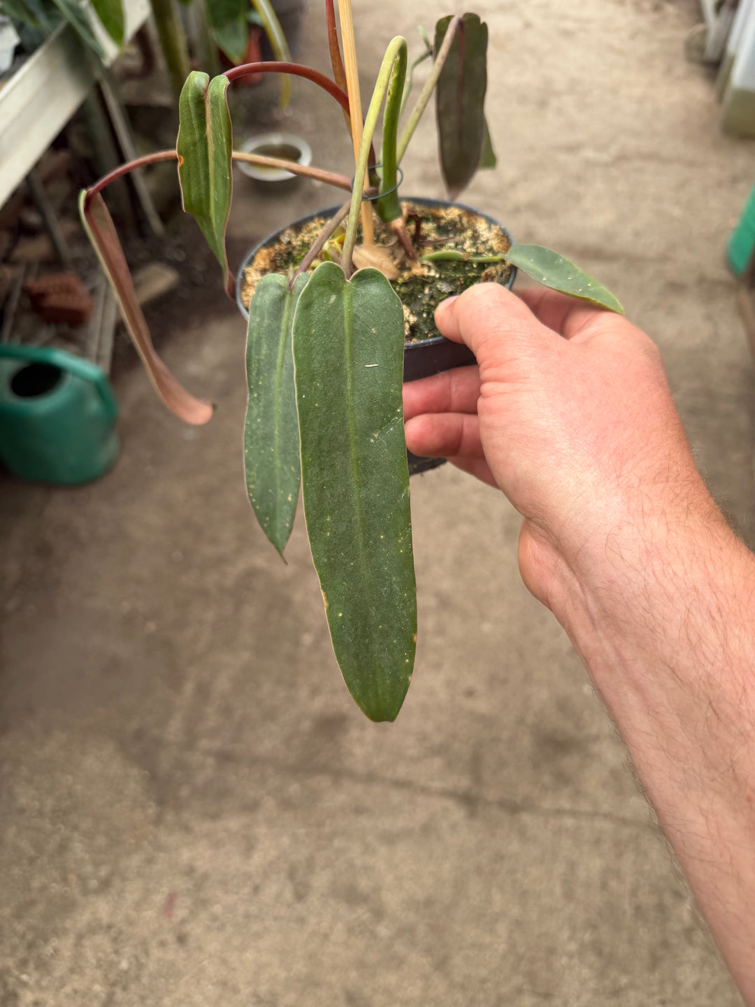 Philodendron spiritus sancti
