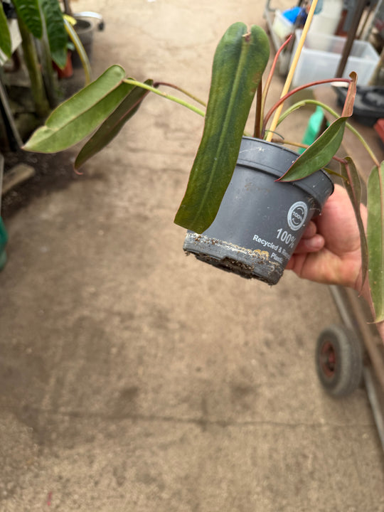 Philodendron spiritus sancti