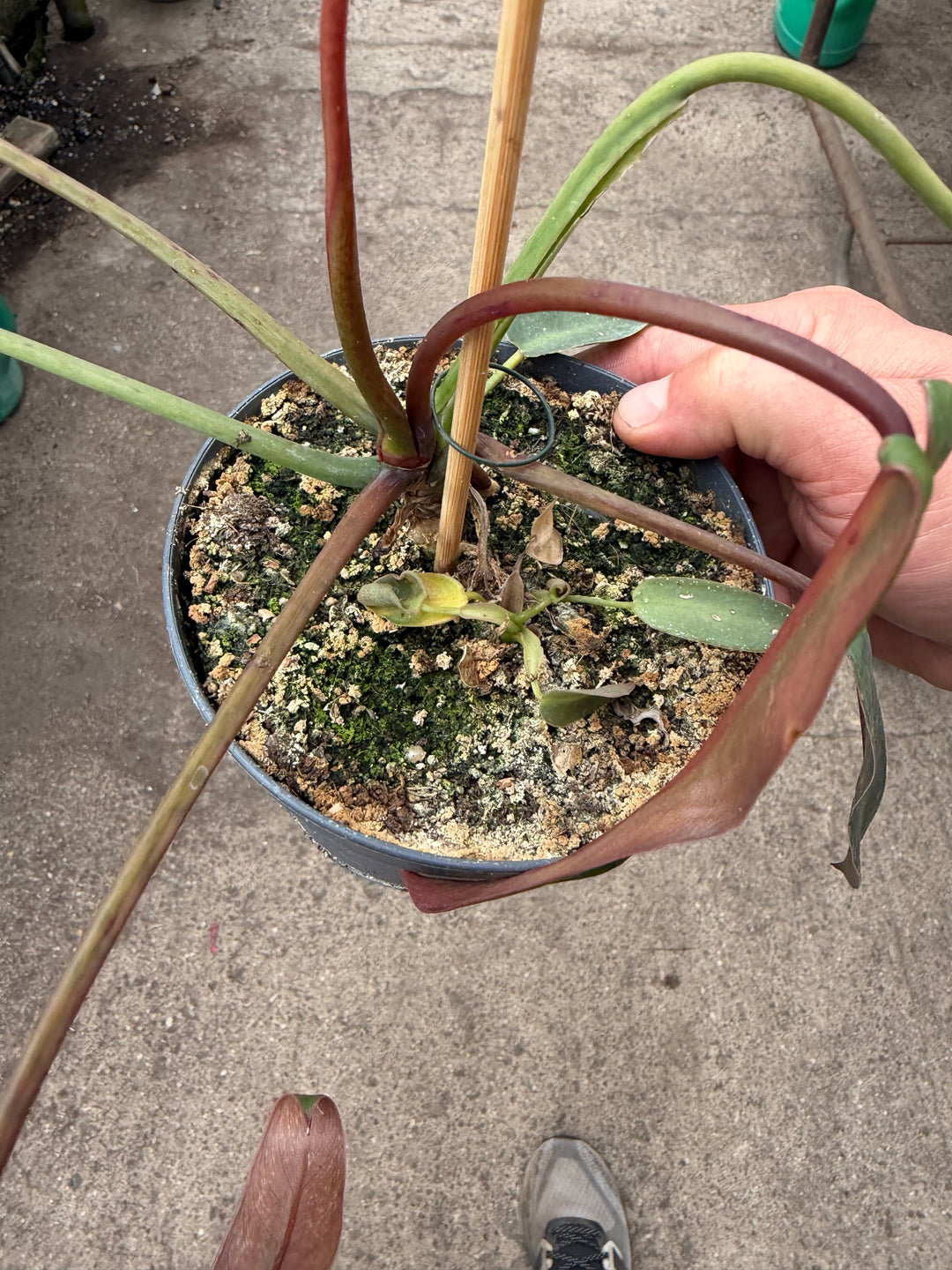 Philodendron spiritus sancti