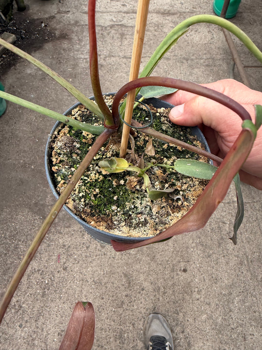 Philodendron spiritus sancti