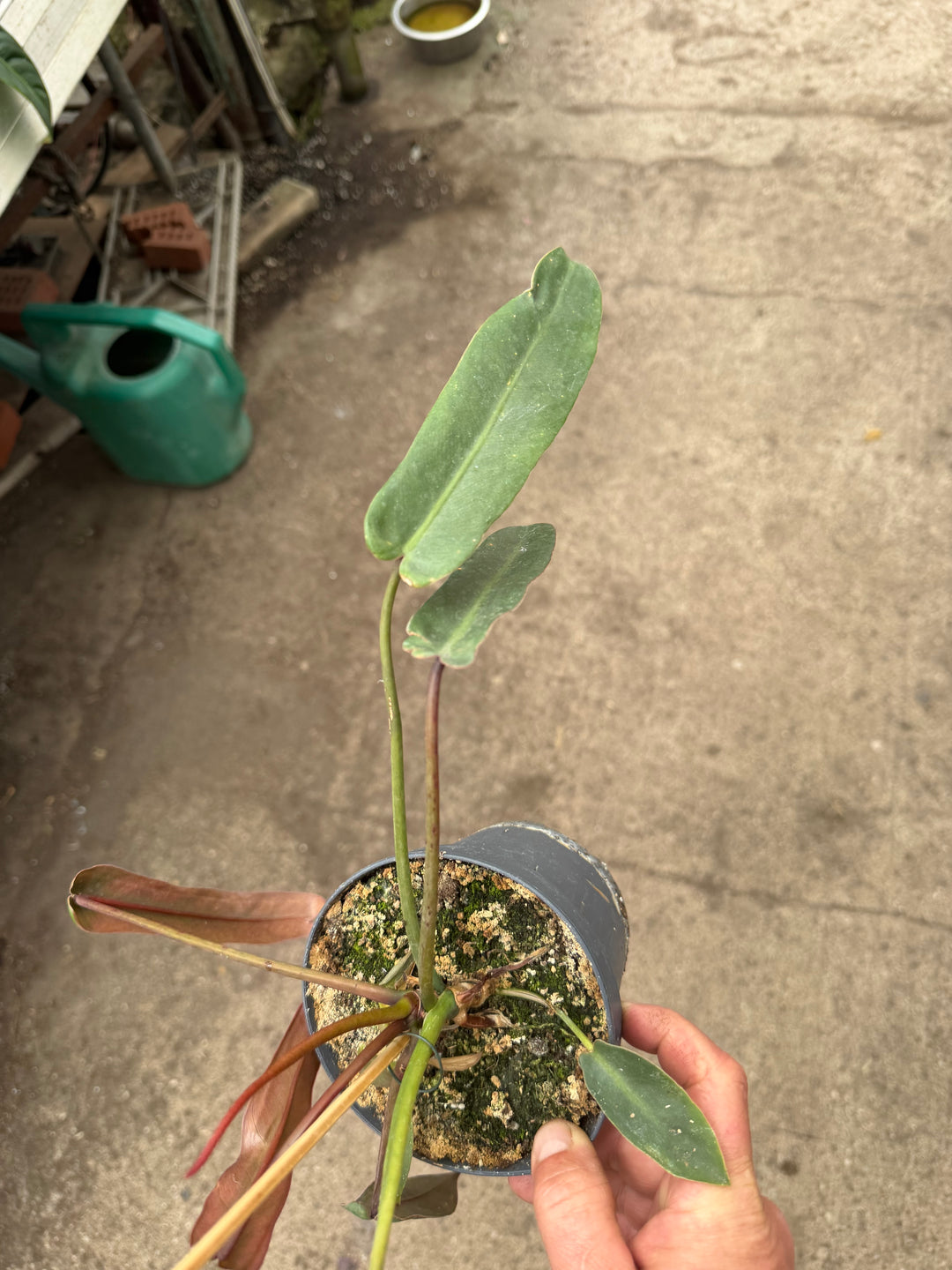 Philodendron spiritus sancti