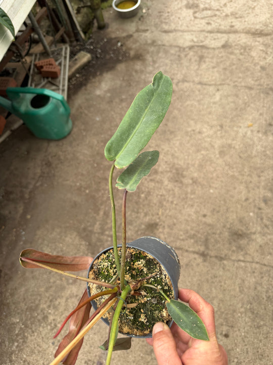 Philodendron spiritus sancti