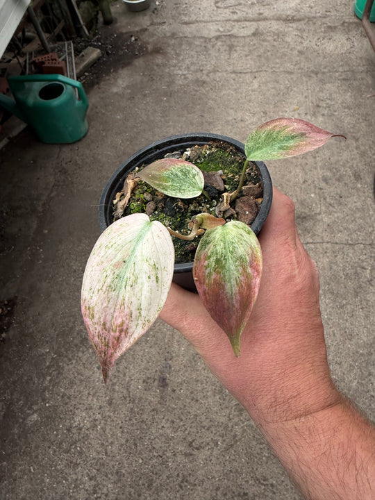 Philodendron micans pink marmor