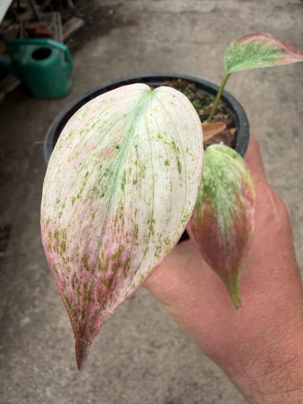 Philodendron micans pink marmor