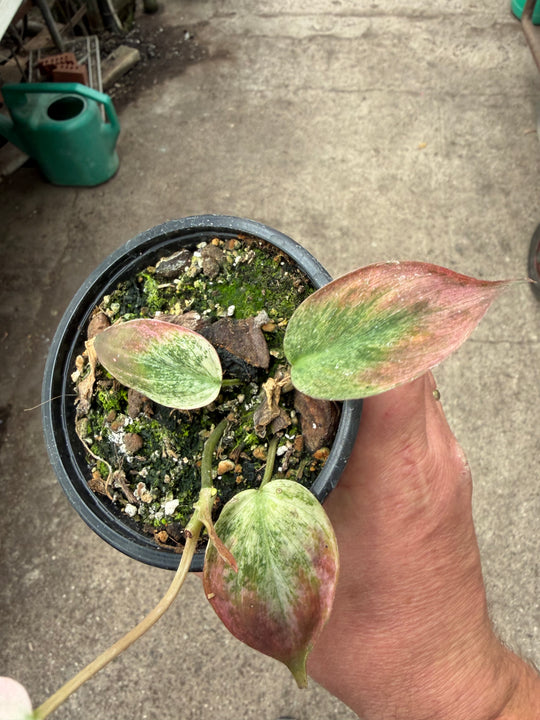 Philodendron micans pink marmor