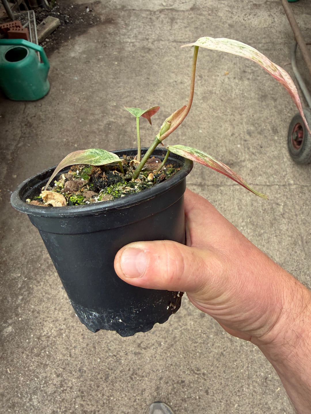 Philodendron micans pink marmor