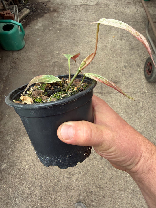 Philodendron micans pink marmor