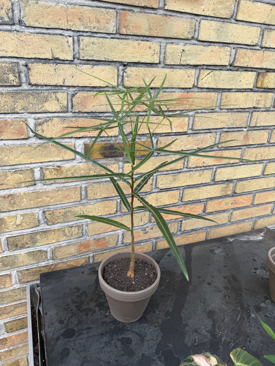 Kærligheds træ Brachychiton