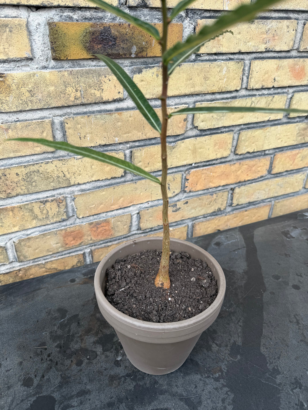 Kærligheds træ Brachychiton