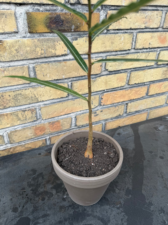 Kærligheds træ Brachychiton