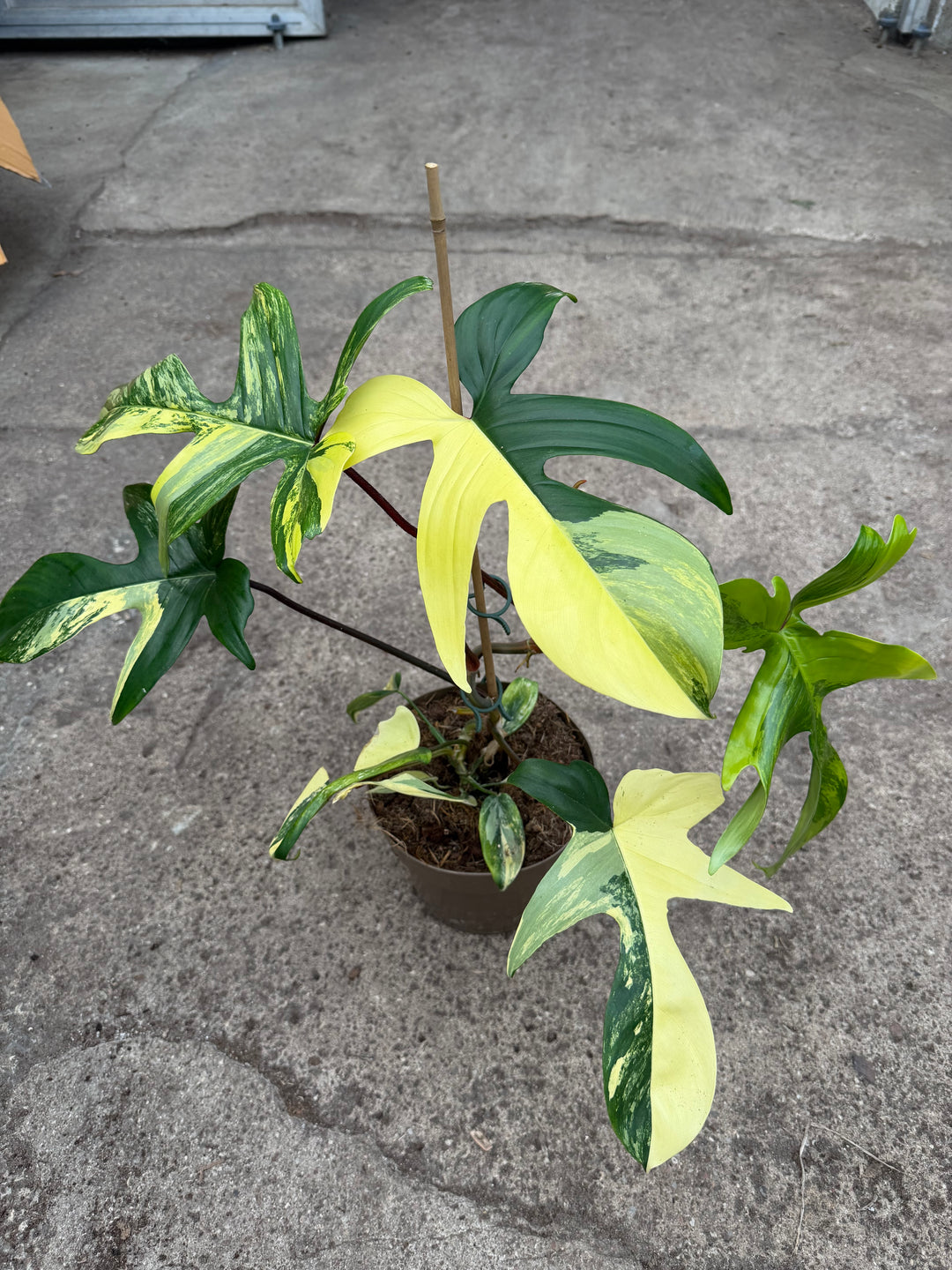 Philodendron Florida beauty XXL