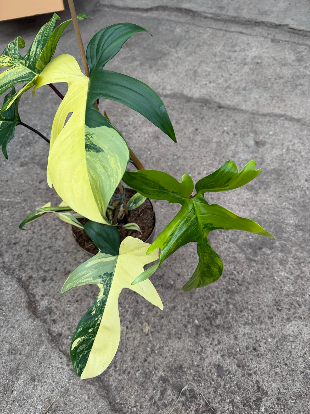 Philodendron Florida beauty XXL