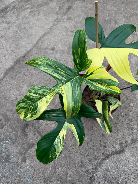 Philodendron Florida beauty XXL