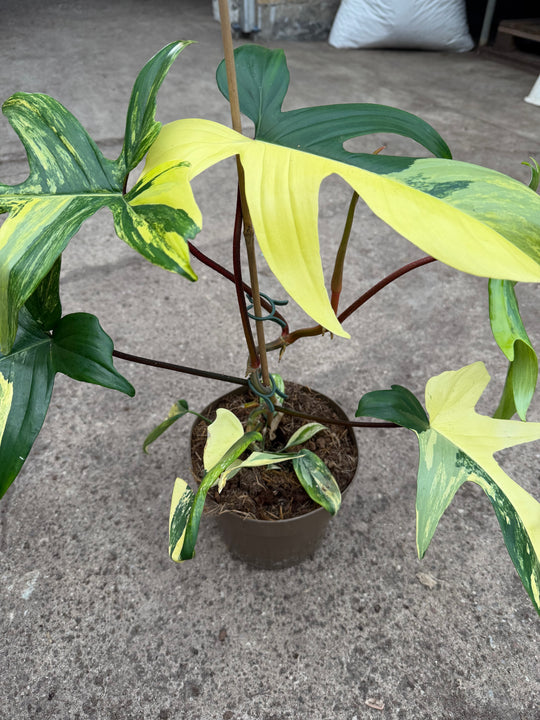 Philodendron Florida beauty XXL