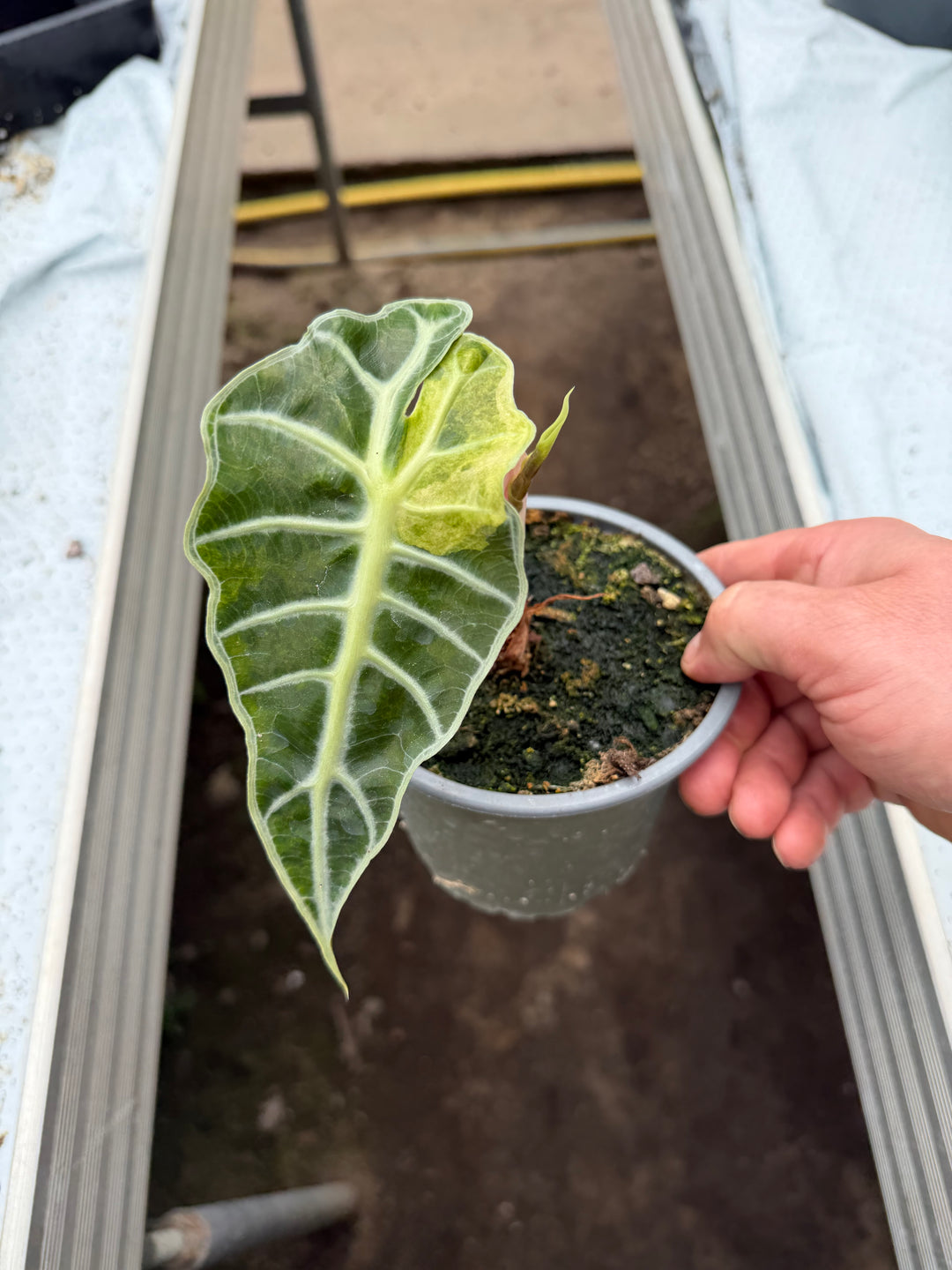 Alocasia Amasonica Varigata