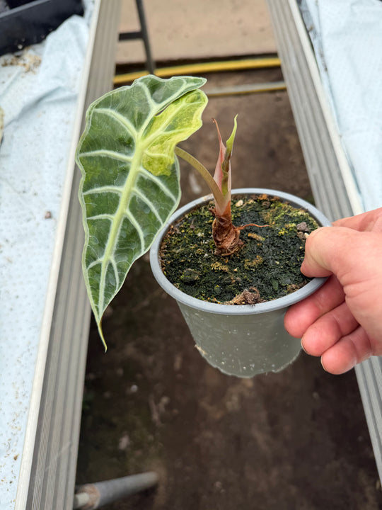 Alocasia Amasonica Varigata