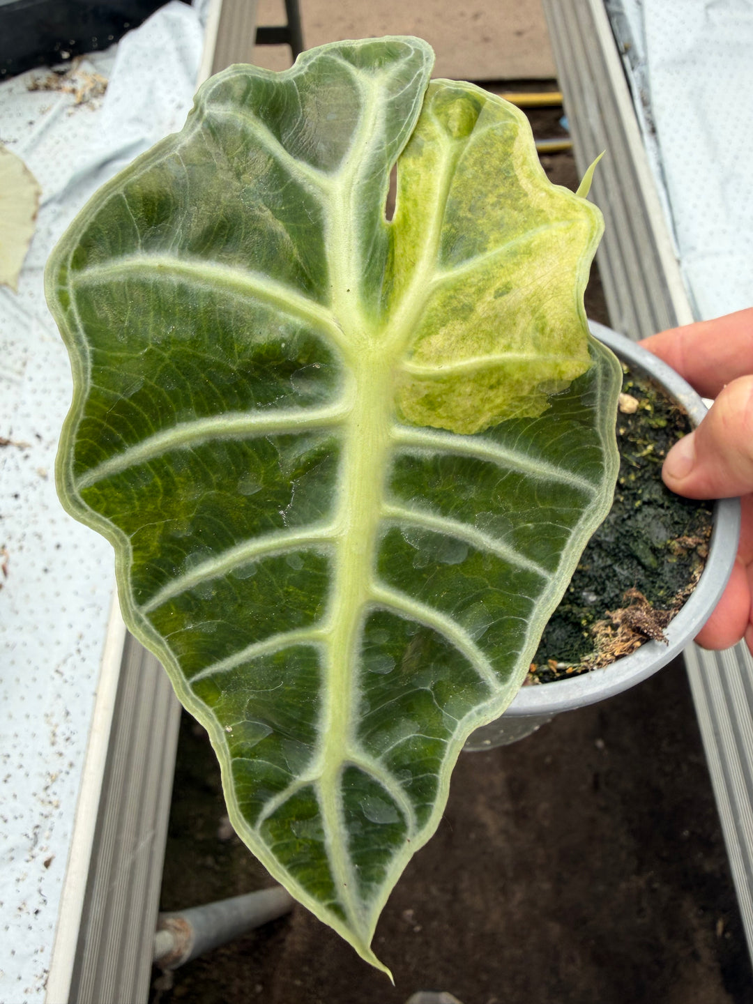 Alocasia Amasonica Varigata