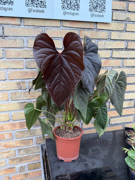 Anthurium Moodeanum XXL