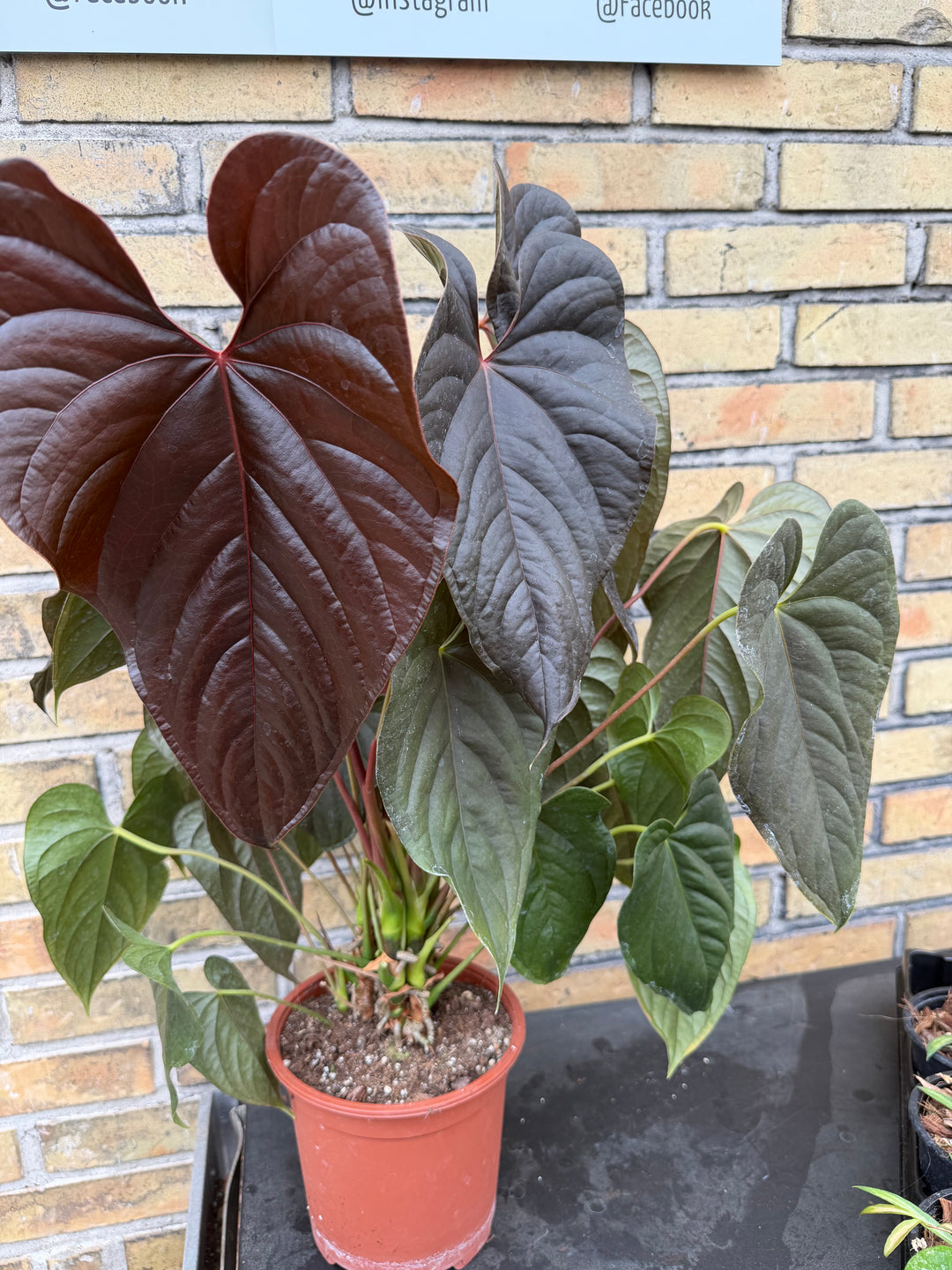 Anthurium Moodeanum XXL