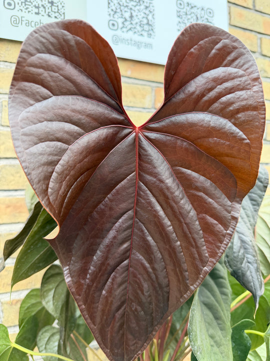Anthurium Moodeanum XXL
