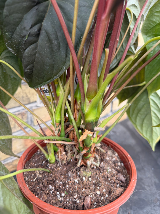 Anthurium Moodeanum XXL