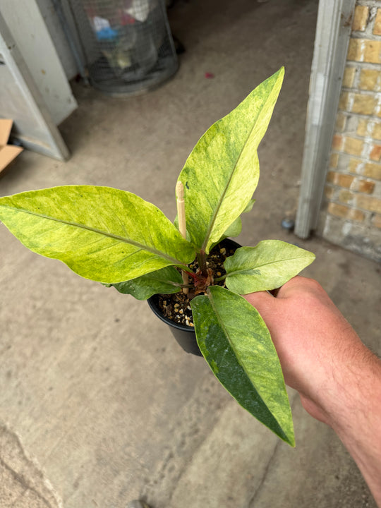 Anthurium hookii Varigata