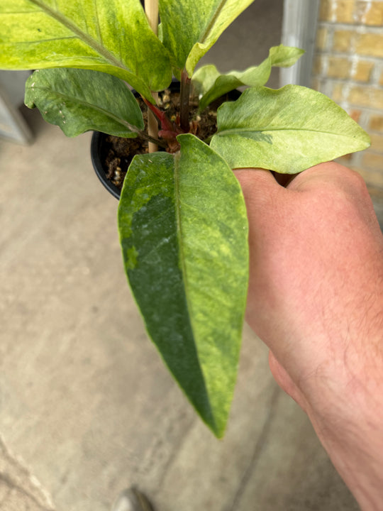 Anthurium hookii Varigata