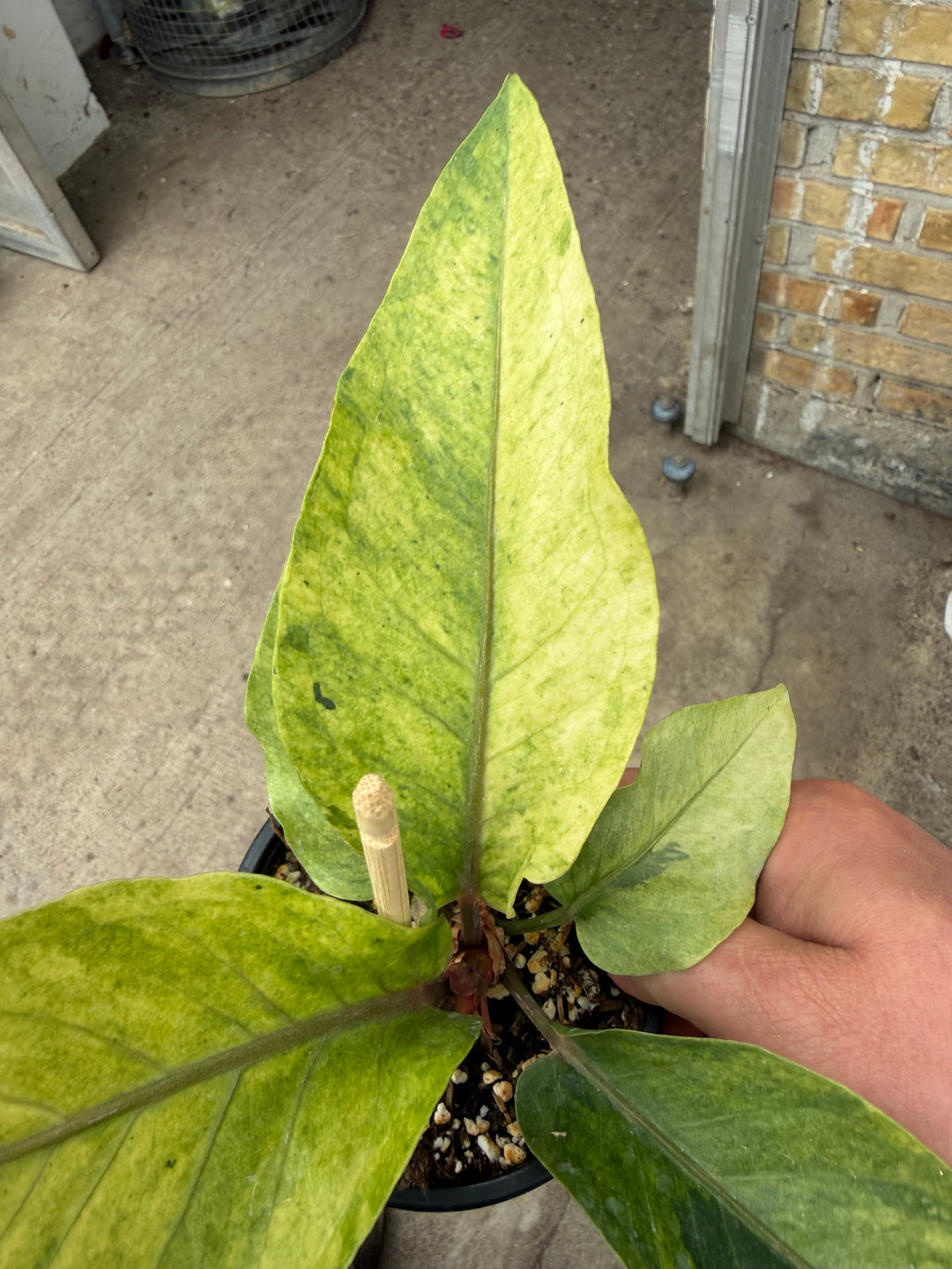 Anthurium hookii Varigata
