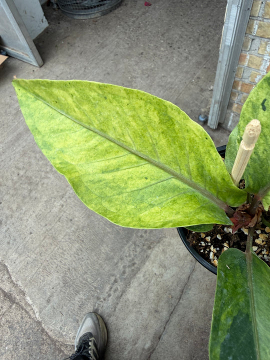 Anthurium hookii Varigata