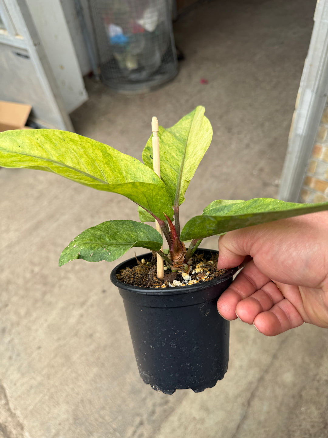 Anthurium hookii Varigata