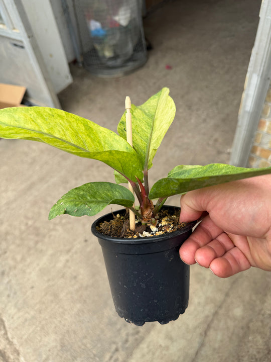 Anthurium hookii Varigata