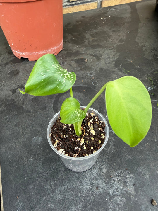 Monstera devil monster