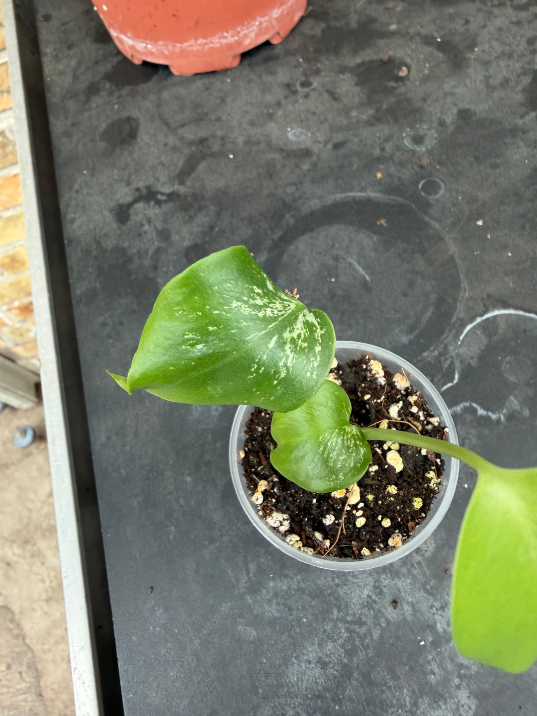 Monstera devil monster