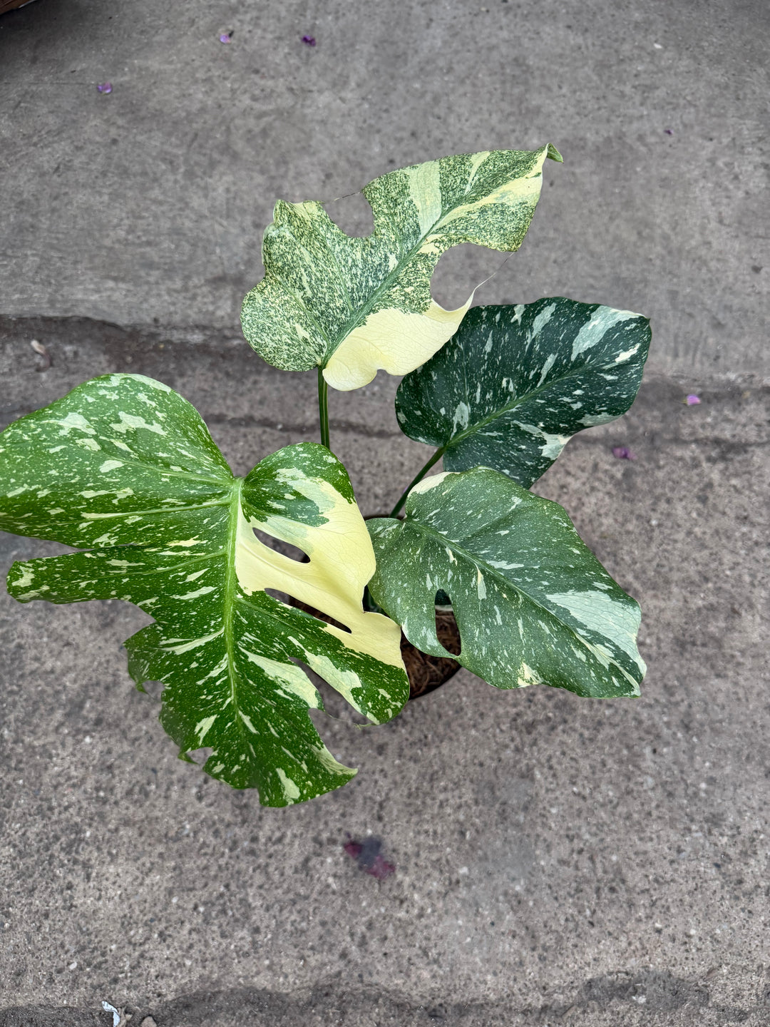 Monstera Thai mutation